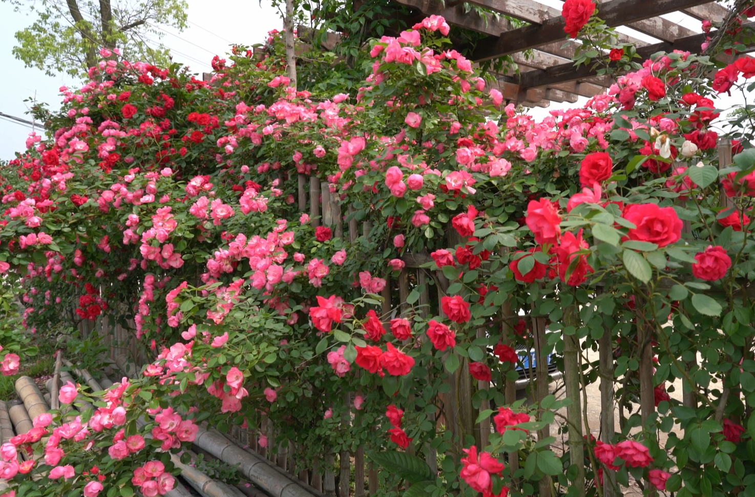 视频|中方：农家小院蔷薇开 清新浪漫铺满园