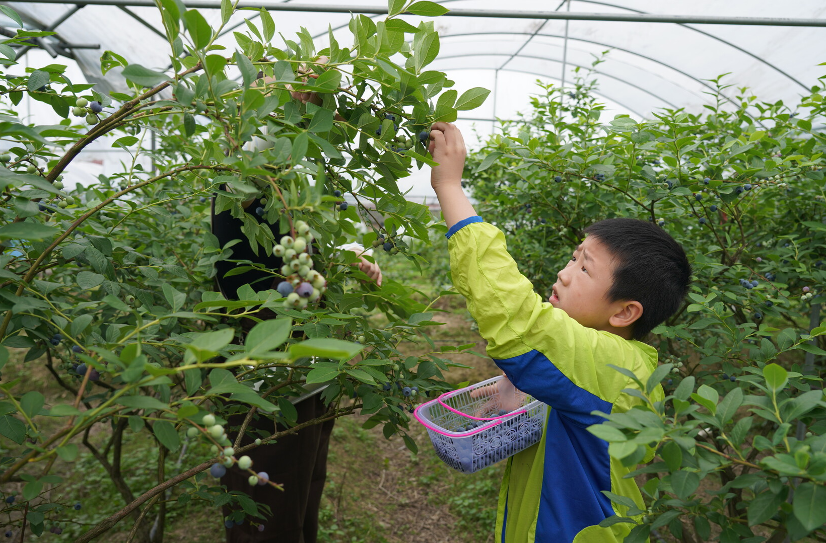 希望的田野|中方：蓝莓成熟满枝头 采摘游乐正当时