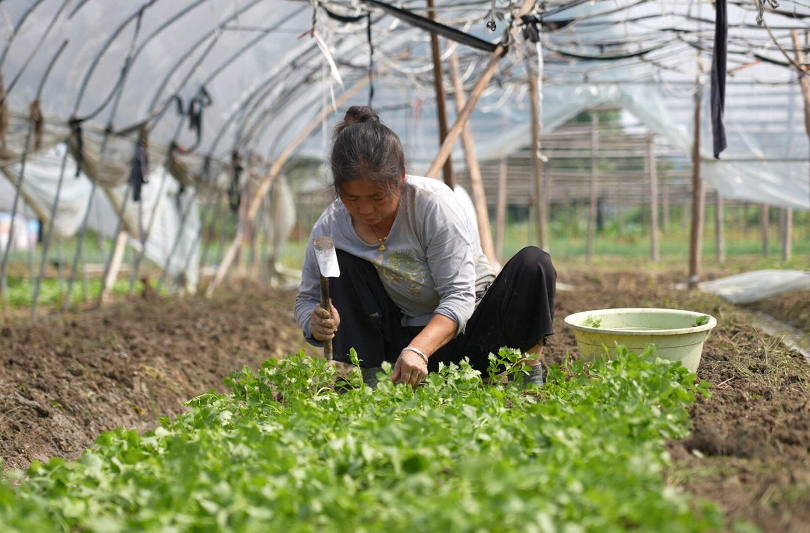 视频|中方县荆坪村：蔬菜种植忙 “菜篮子”鼓起“钱袋子”