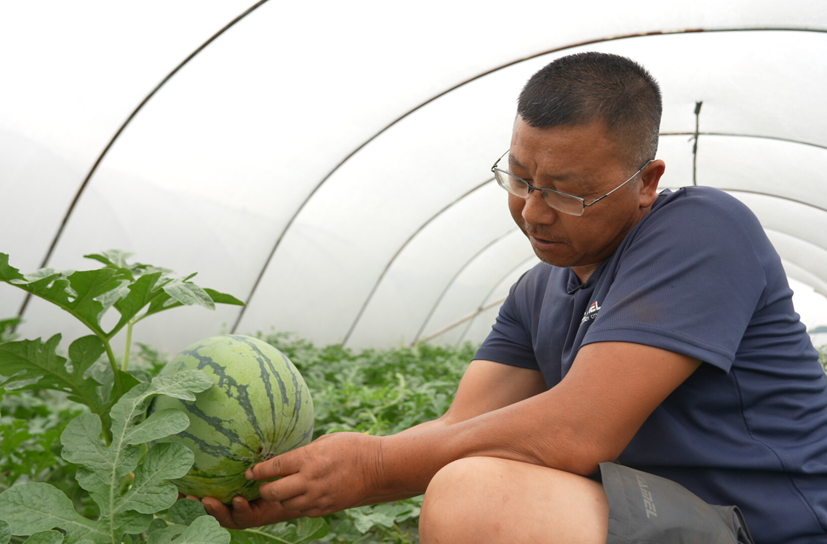 希望的田野|中方县陈家湾村：西瓜丰收在望 现代技术助力甜蜜产业