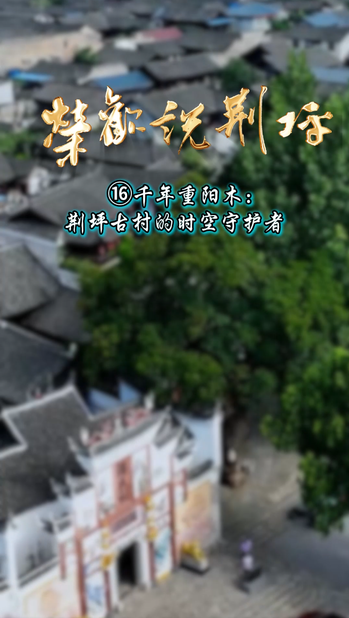 视频｜荣欢说荆坪⑯千年重阳木:荆坪古村的时空守护者