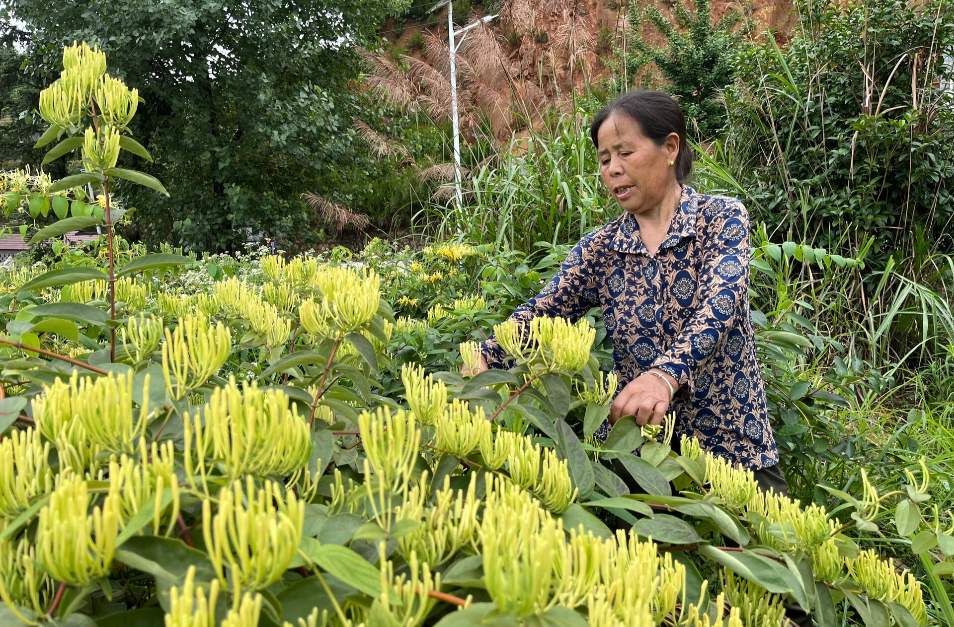 希望的田野|金银花开“金银”来——中方县铁坡镇特色产业赋能乡村振兴