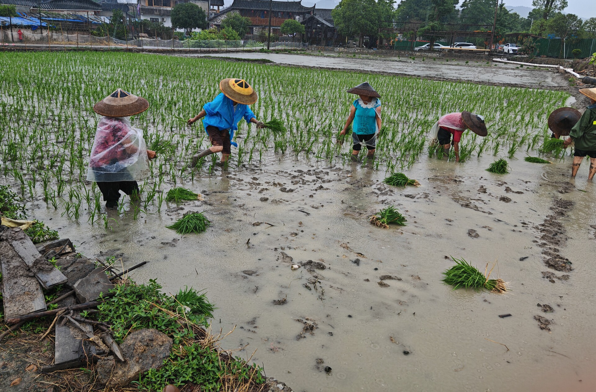 荆坪，焕新正当时|细雨润青秧，古村绘新卷——中方县荆坪古村农旅融合项目艺术稻田插秧工作启幕