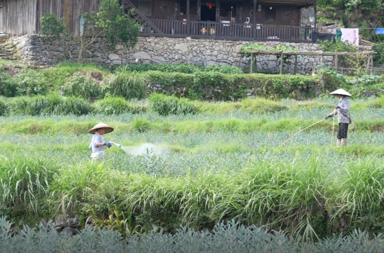 全力以“复”|康润农业抢收加工 保产惠民