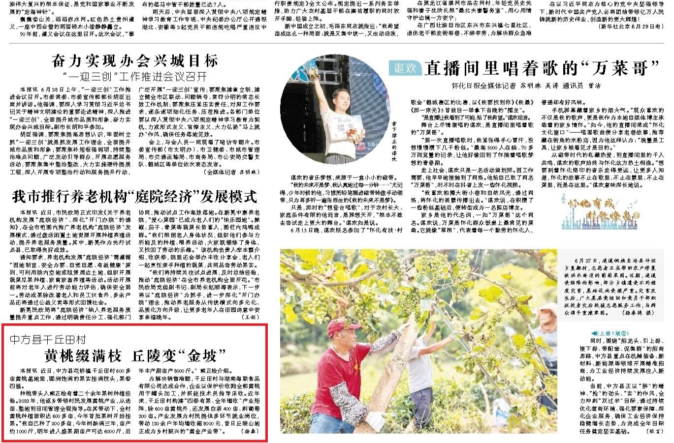 怀化日报|中方县千丘田村  黄桃缀满枝 丘陵变“金坡”