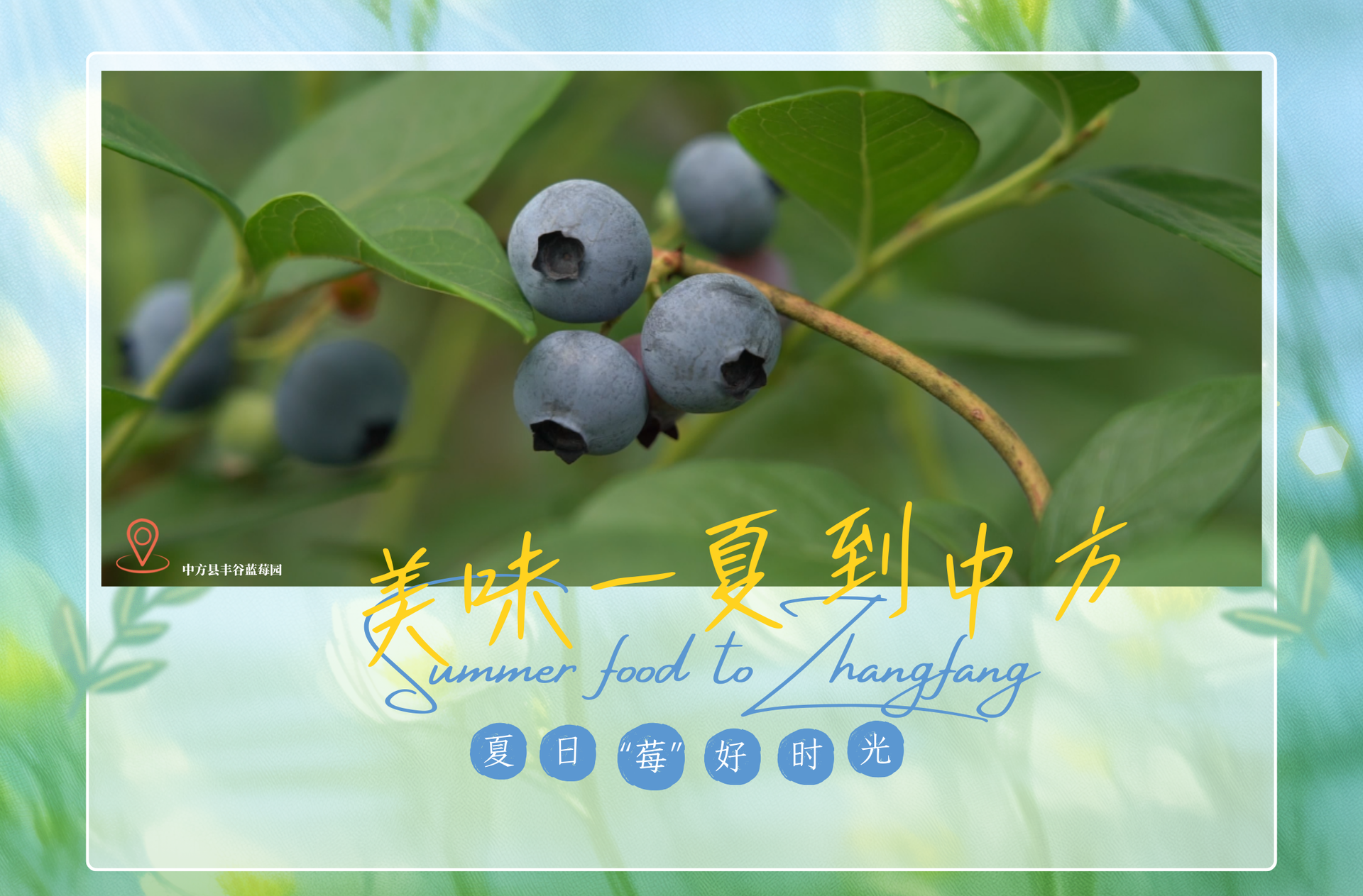 海报|美味一夏到中方——泸阳蓝莓