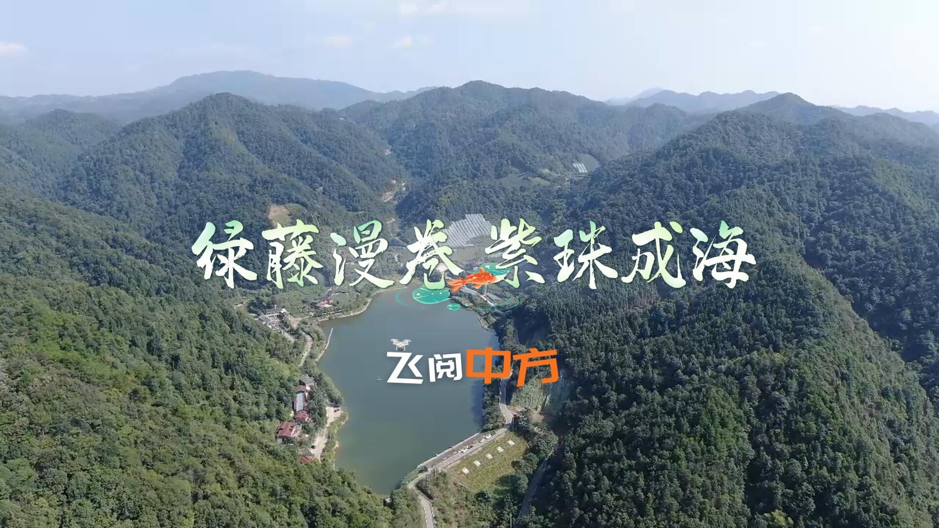 视频|飞阅中方·中国南方葡萄沟：绿藤漫卷  紫珠成海