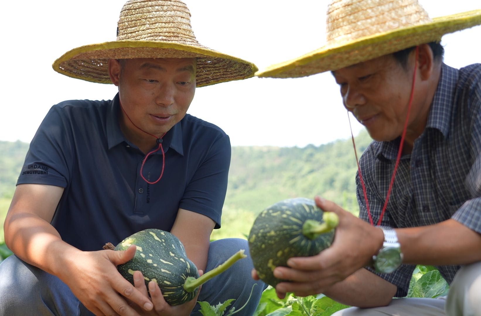 希望的田野|中方縣：“香芋南瓜”長勢好 特色產(chǎn)業(yè)助振興