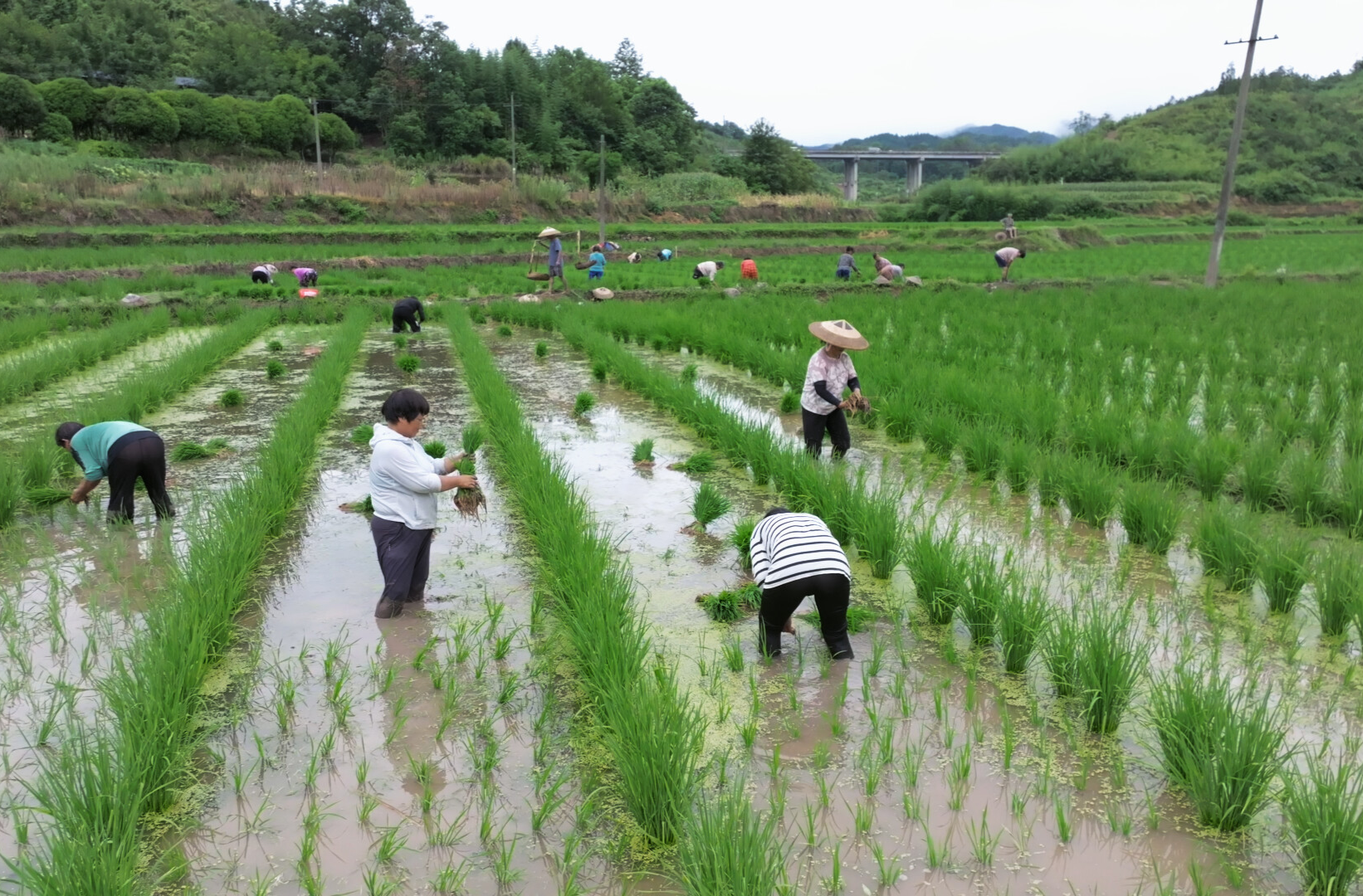 希望的田野|中方县：水稻制种移栽忙 产业增收促振兴