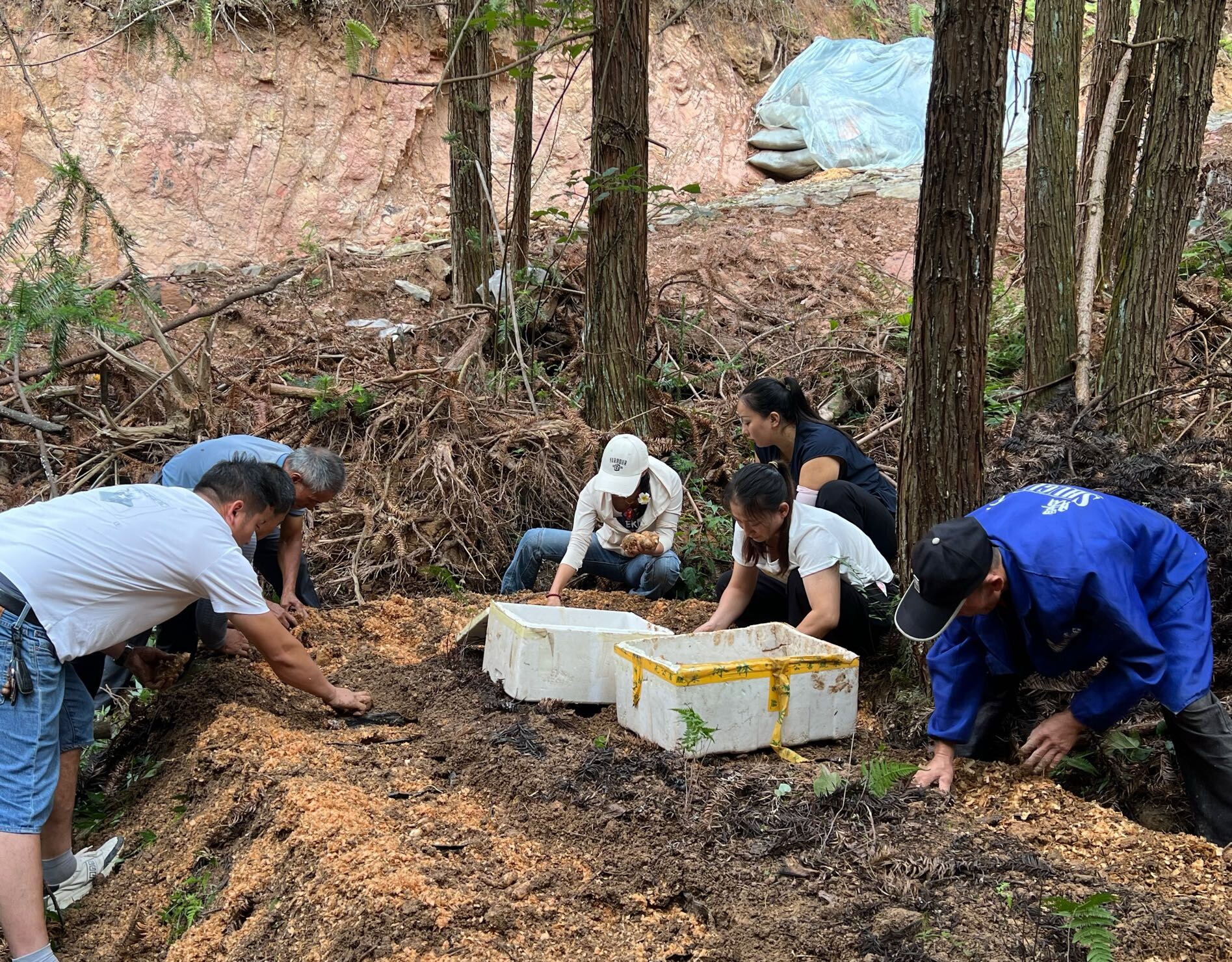 希望的田野|中方县接龙镇：天麻“破土”喜迎丰收，生态种植带富一方