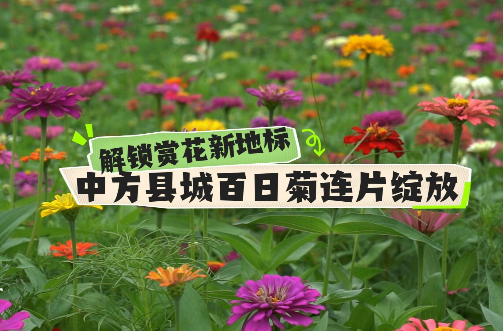 视频|解锁赏花新地标  中方县城百日菊连片绽放
