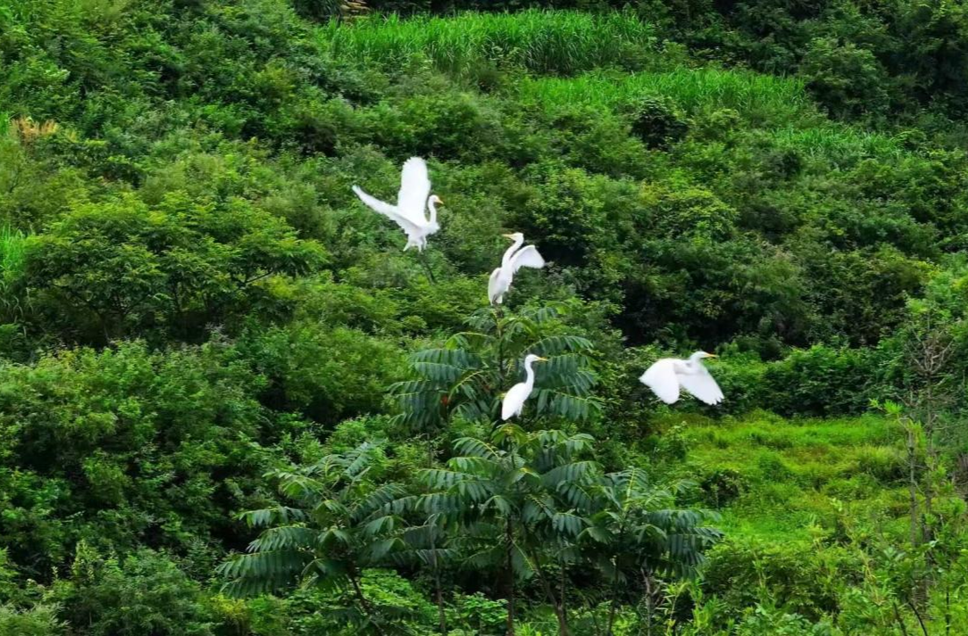 中方县：“三位一体”守护绿水青山，筑牢生态屏障见实效
