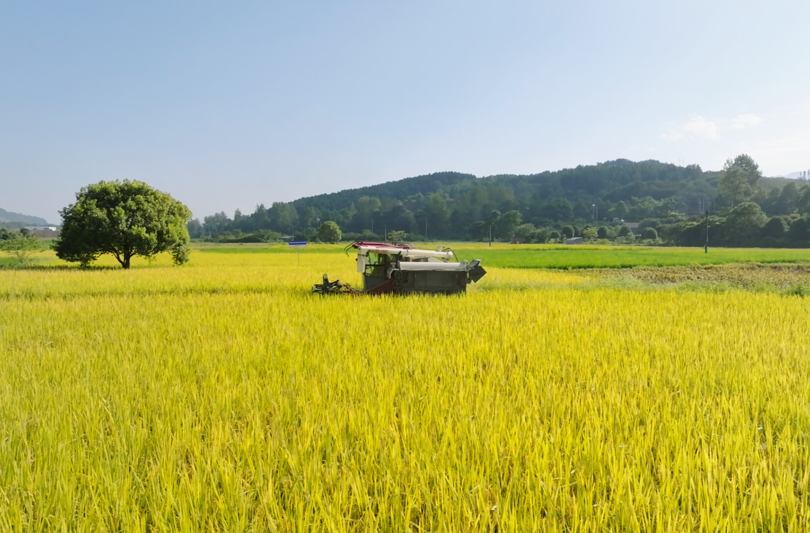 希望的田野|中方縣：18.32萬畝中稻開鐮收割 機械化助力“顆粒歸倉”
