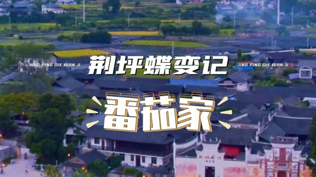 视频|荆坪蝶变记之番茄家