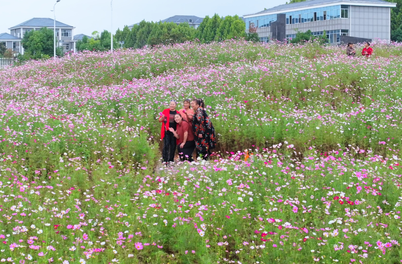 中方县：“边角地”变“花园” 格桑花绽放生态美