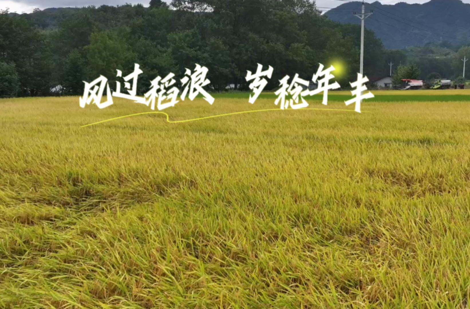 视频｜飞阅中方：风吹稻浪  岁稔年丰