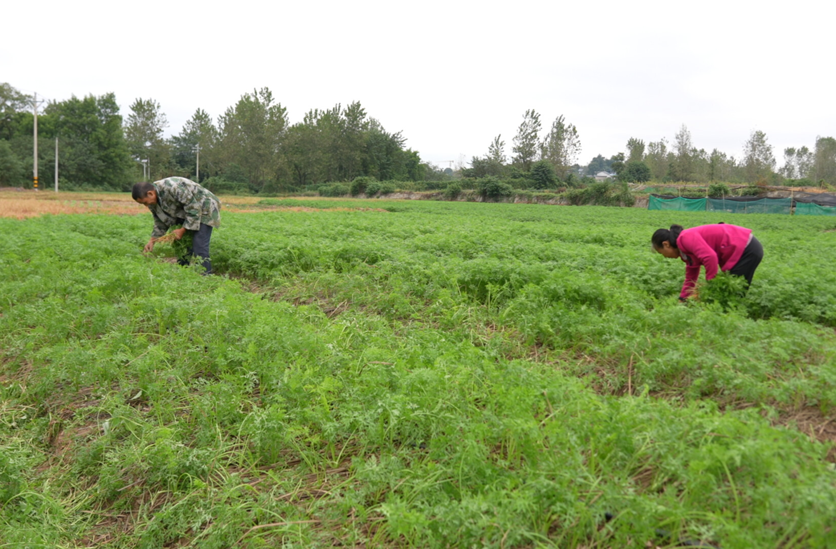希望的田野|中方县：胡萝卜苗染绿田野 蔬菜产业助农增收