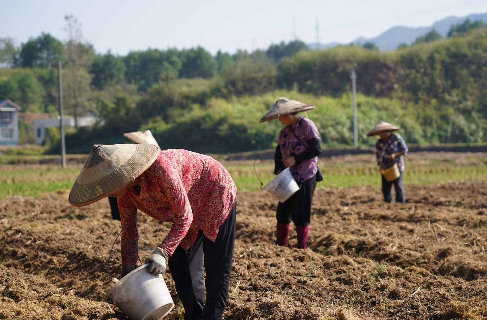 中方县铜湾村：油菜品种分区“比武”  破解根肿病难题有了“新坐标”