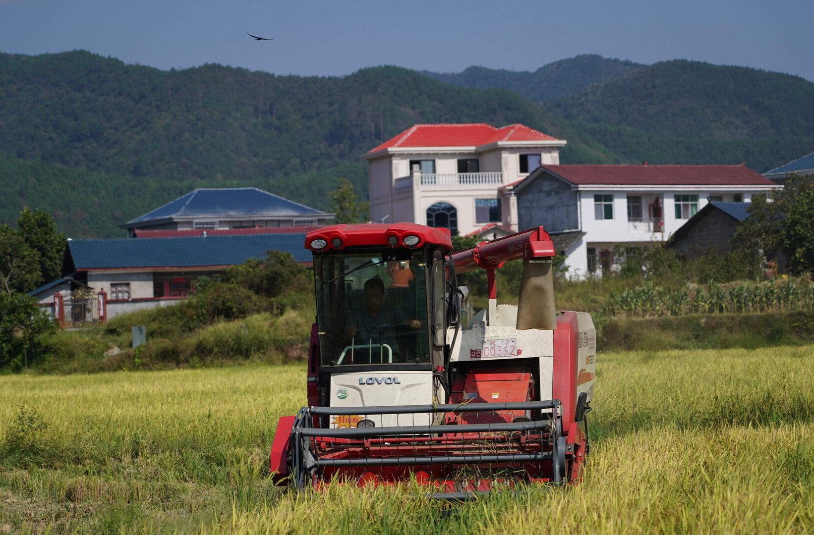 希望的田野|中方县：优质种植模式点亮丰收季 全年粮食总产量有望再攀新高
