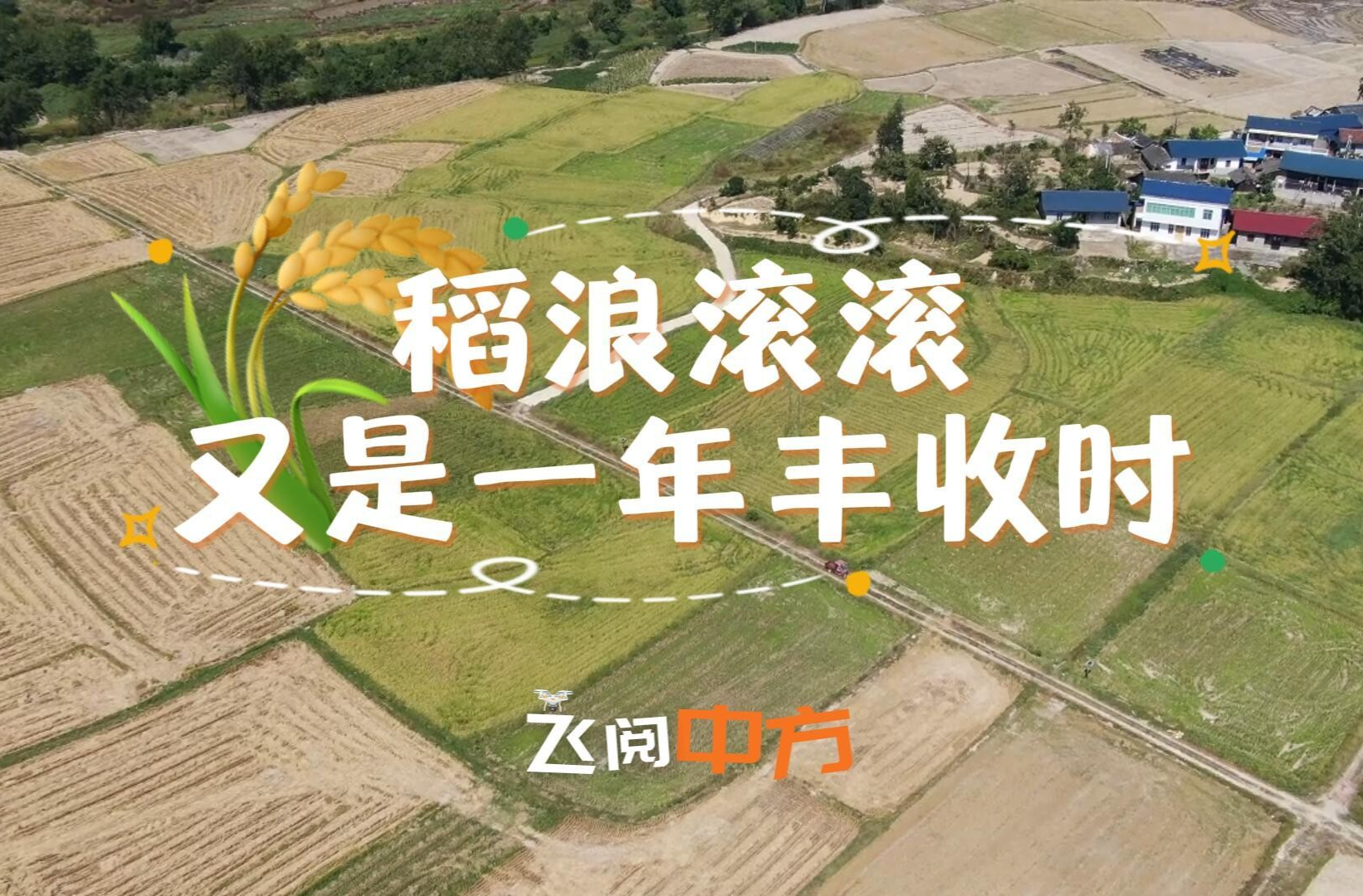 视频|飞阅中方·稻浪滚滚 又是一年丰收时