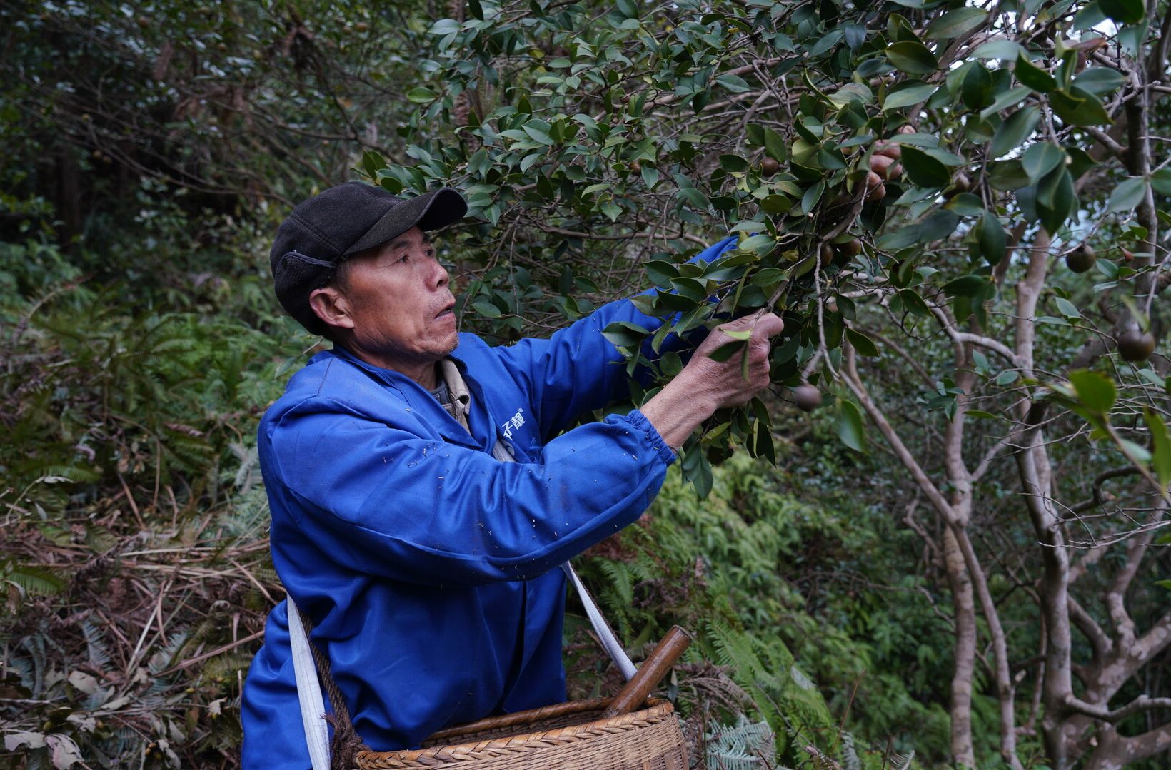 希望的田野|中方：野生油茶林成为群众致富“绿色银行”