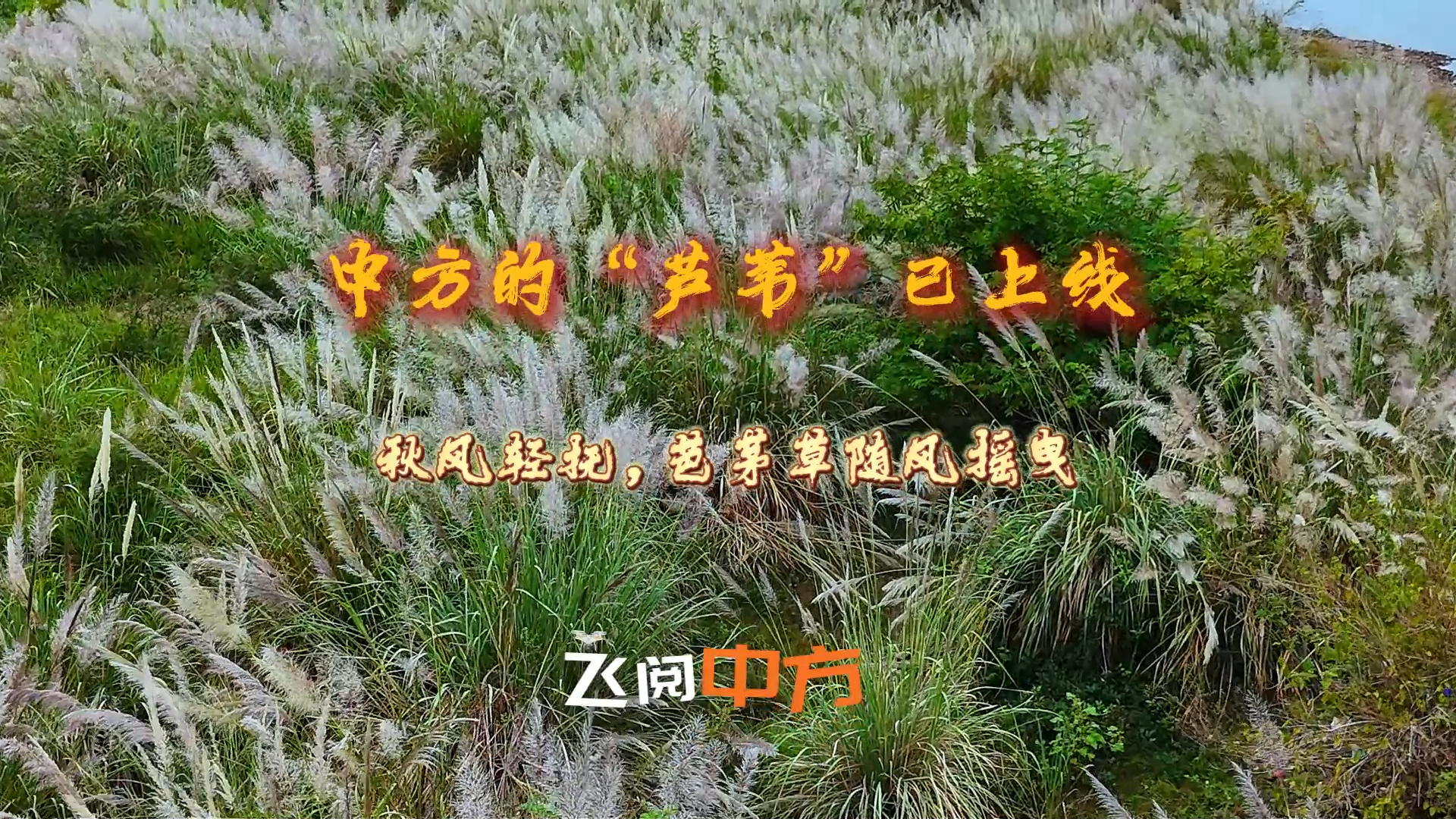 视频|飞阅中方·秋风轻抚，芭茅草随风摇曳