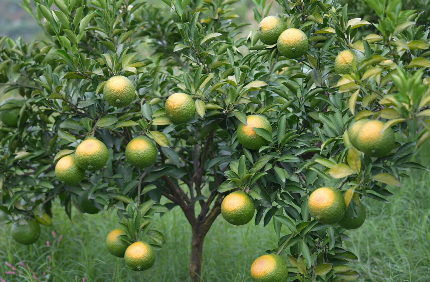 希望的田野|中方县：黄金贡柚渐染金黄 多元产业绘就乡村振兴新图景