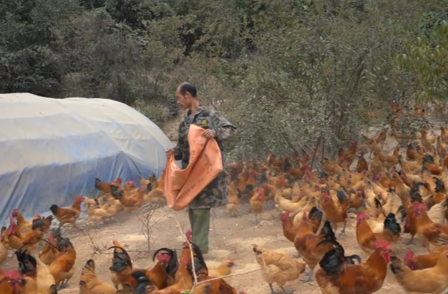 中方县： 林下养殖抓“鸡”遇，林权改革结硕果