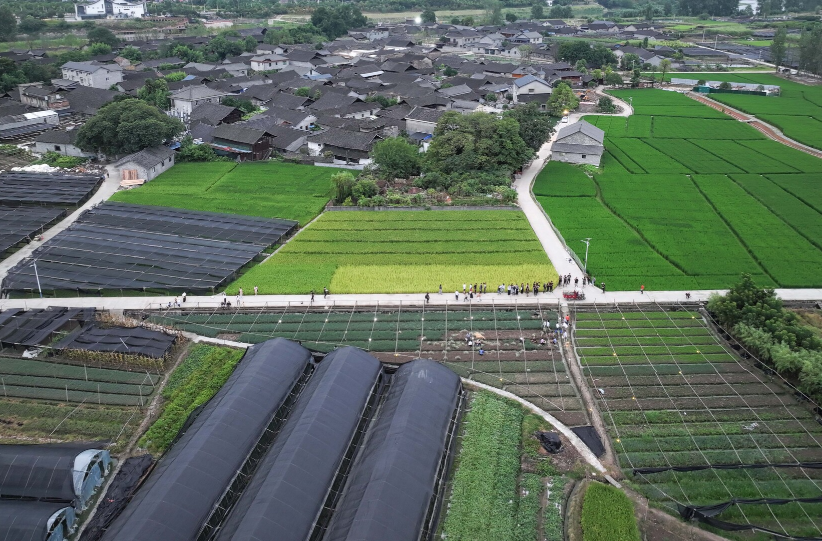荆坪见变化|“央视效应”加持，荆坪香葱火出圈