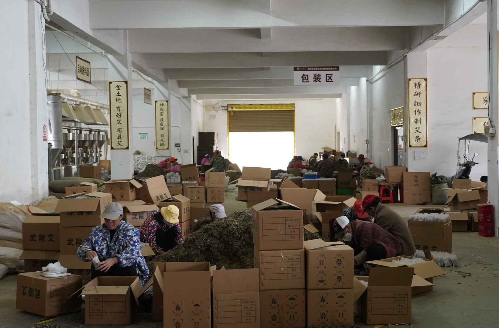 中方县：艾草香飘致富路，产业发展惠民生