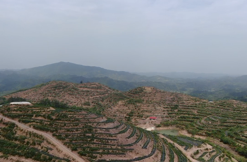 “三权分置”激活力 中方承包地改革结硕果 ——土地增效农民增收绘就乡村振兴新图景