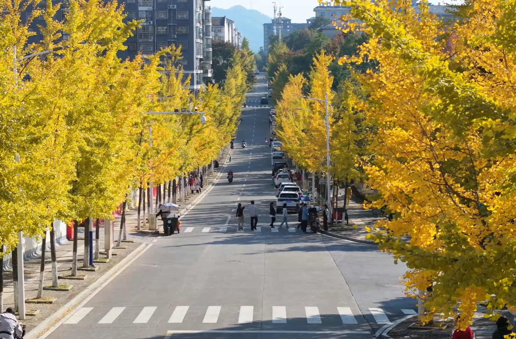 中方县：银杏迎来最佳观赏期 掀起游客打卡热潮