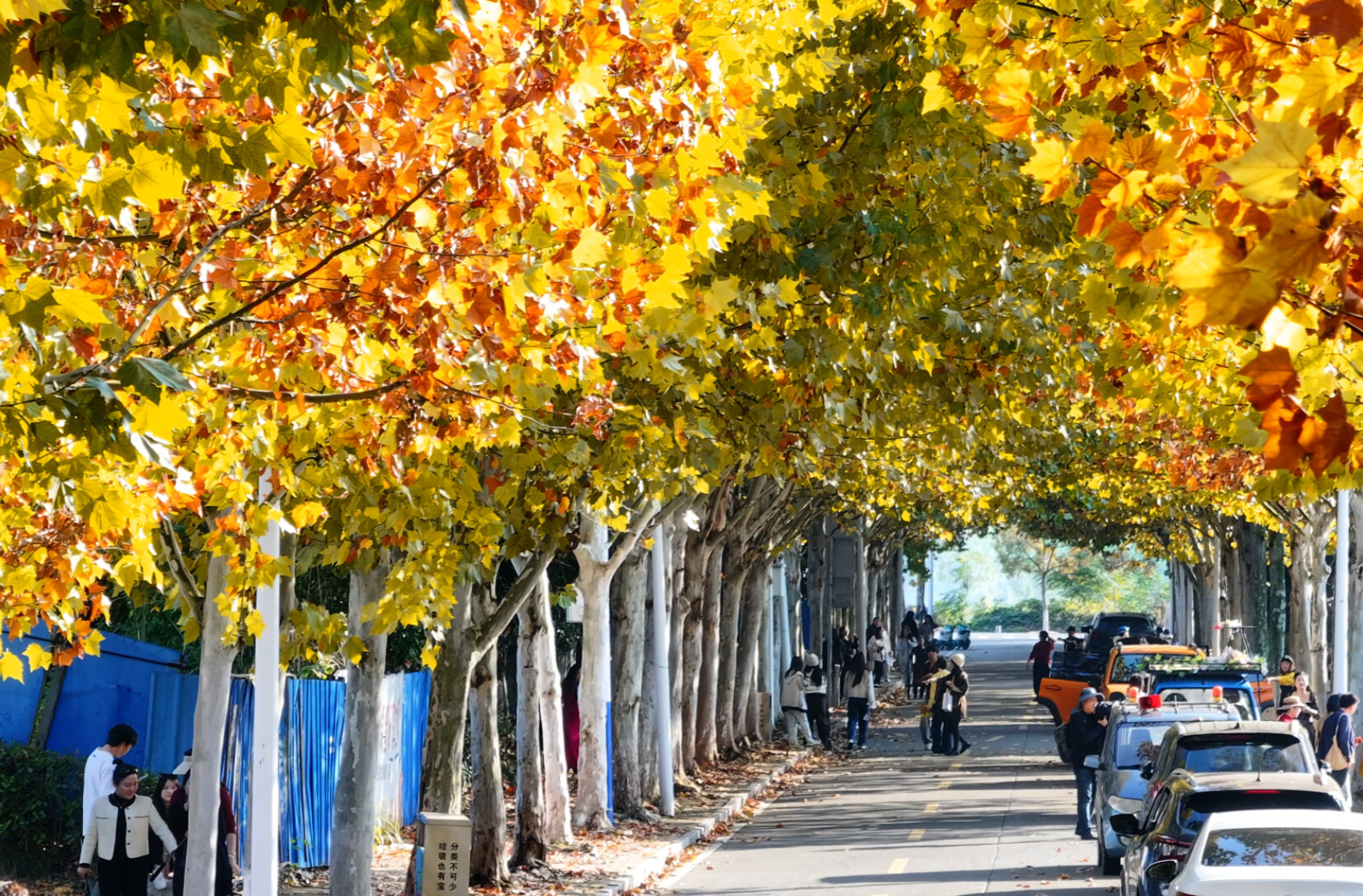中方：梧桐大道金黄铺展 生态美景引客来