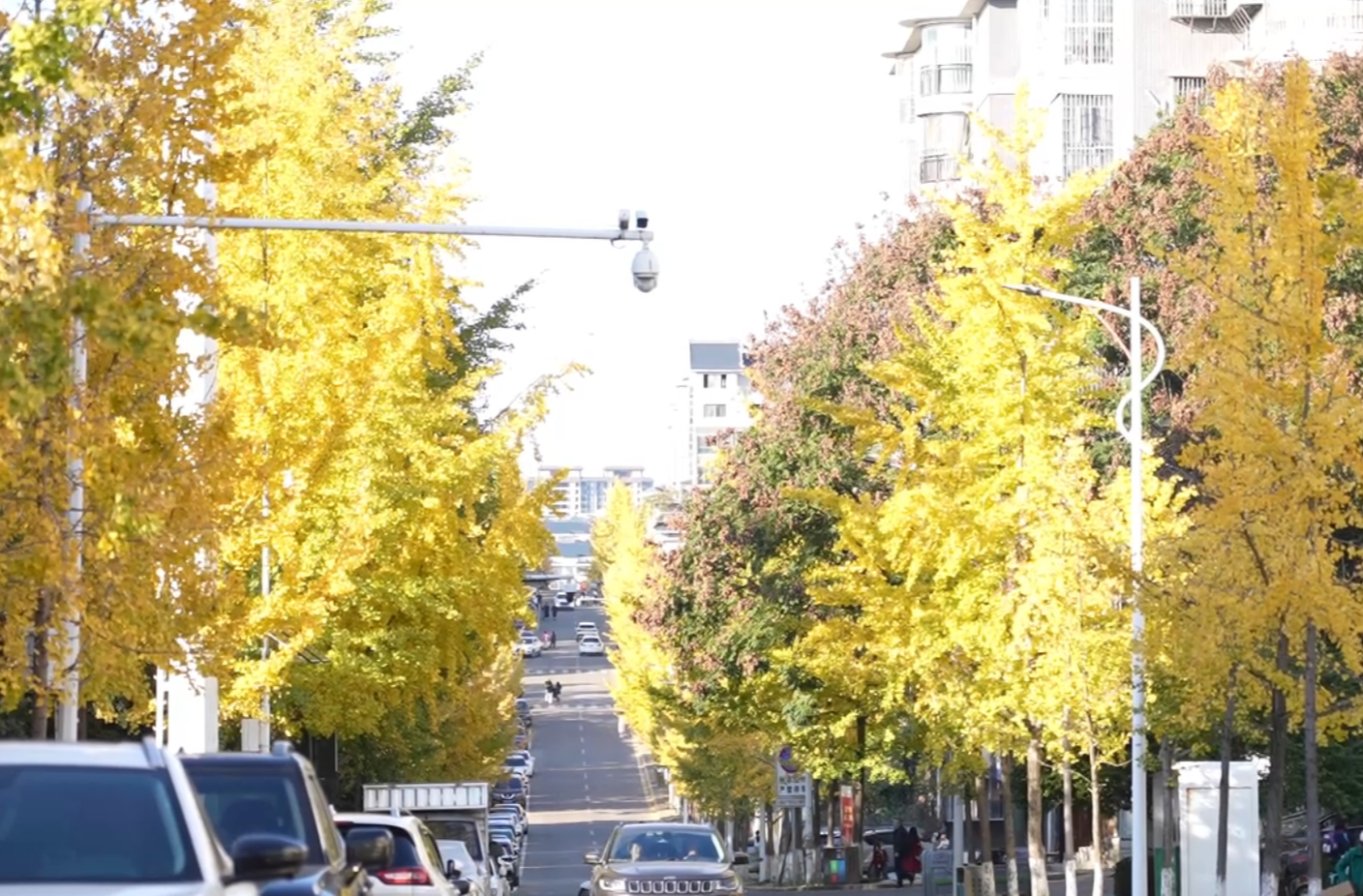 中方县：金黄银杏引客来 镜头定格中方美