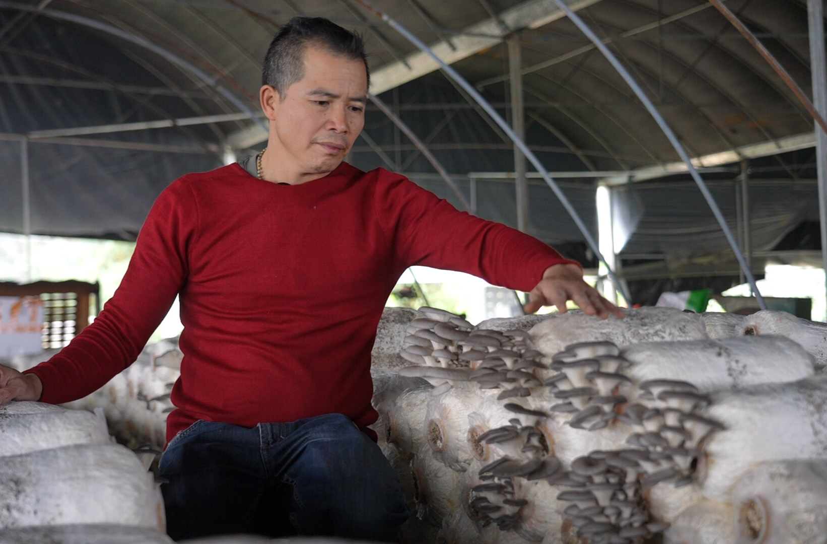 中方县：小菌菇撑起“大产业” 乡村振兴有活力