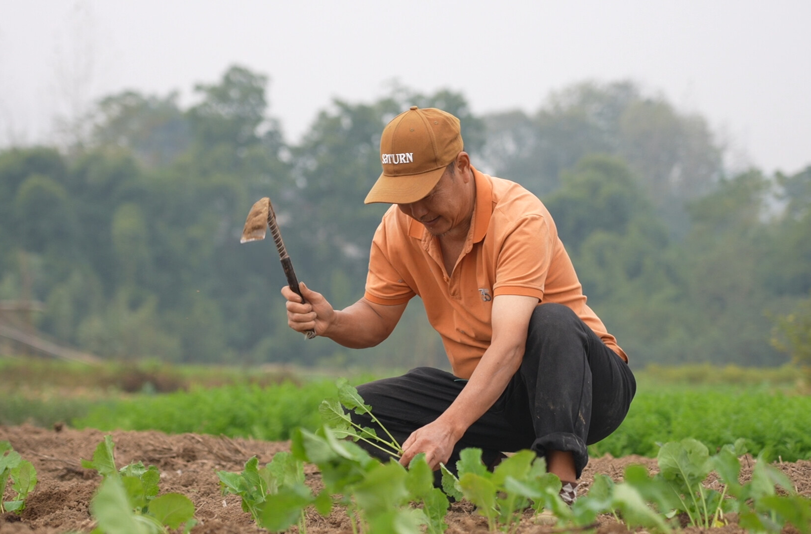 希望的田野|中方县：油菜移栽正当时 田间地头忙不停