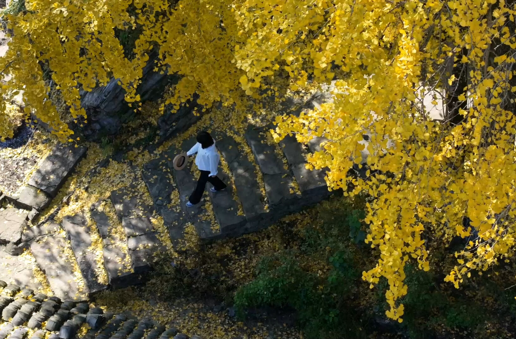 中方县：银杏黄漫染青石路，冬日美景带火乡村游