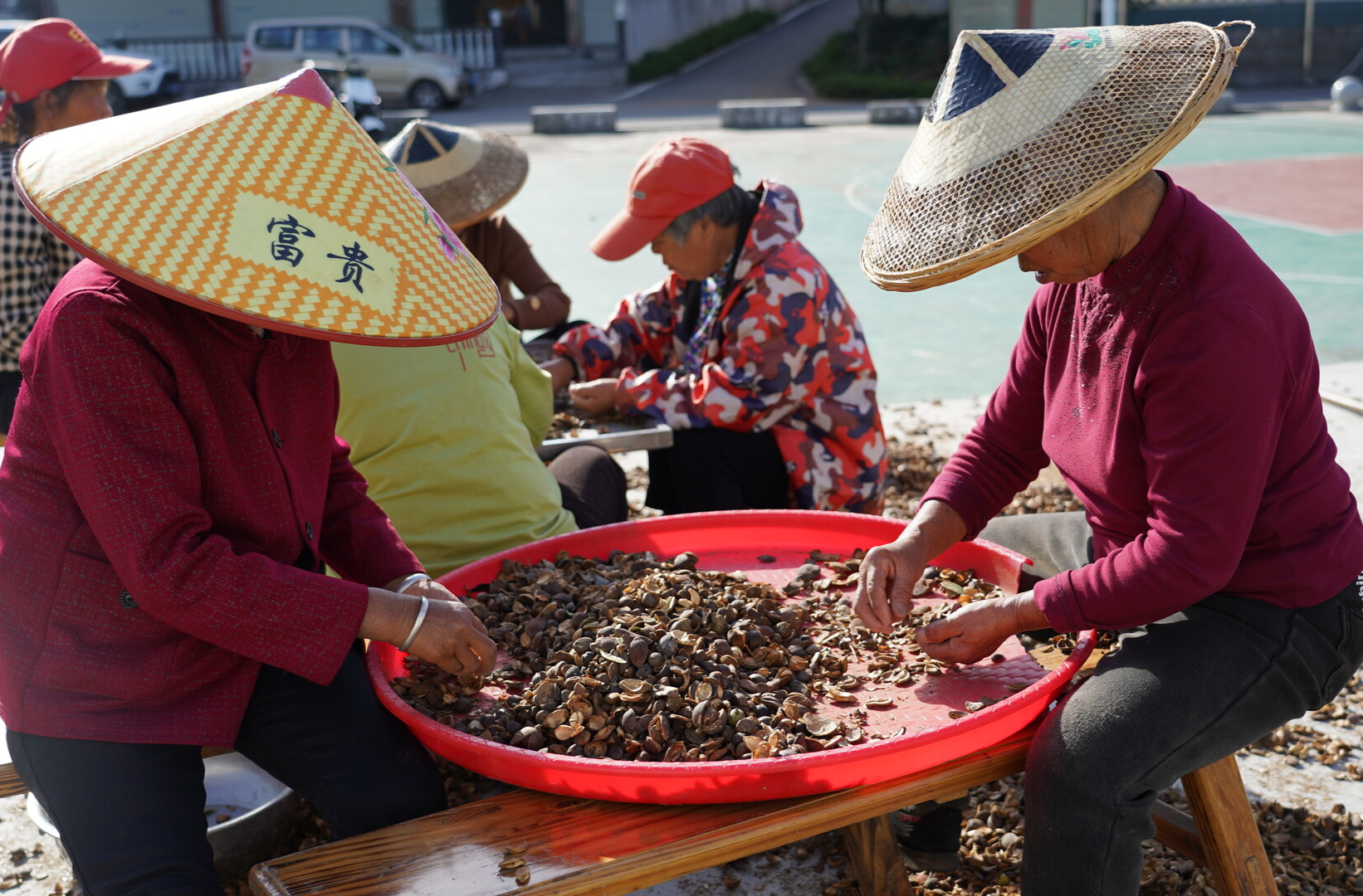 中方县桐坪村广场晒出油茶香 丰收图景暖民心