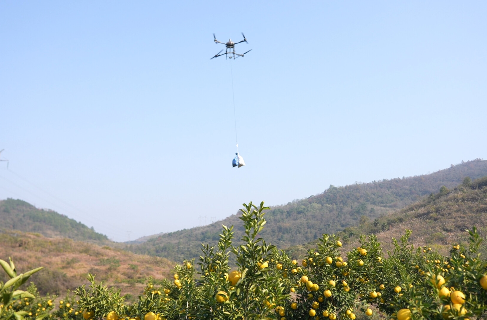 希望的田野 | 中方县：黄金贡柚迎丰收 无人机助力采收促增收