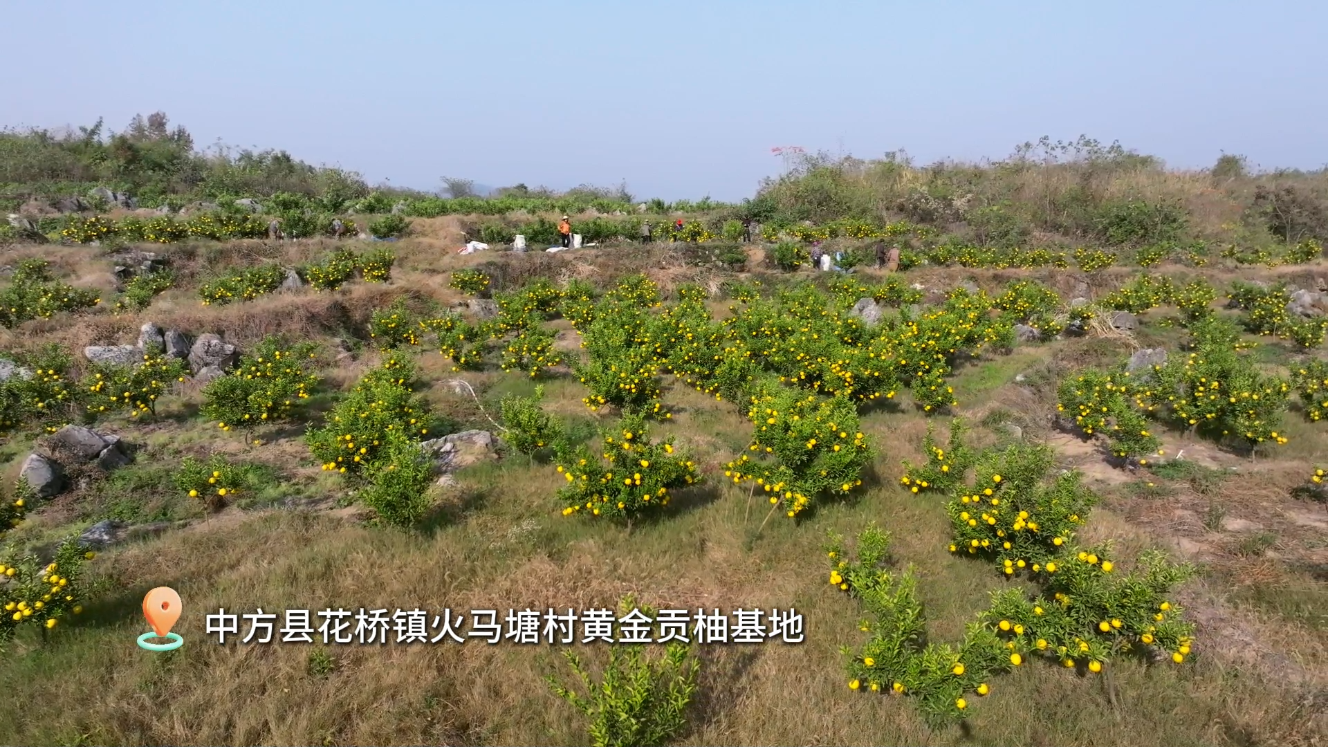 视频|中方县：黄金贡柚大丰收 田间地头采收忙