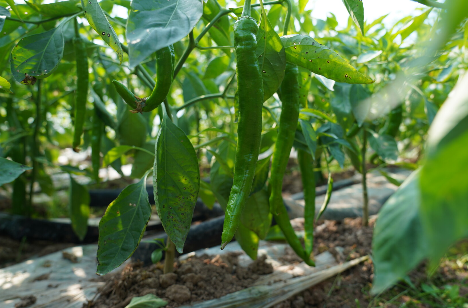 希望的田野 | 中方县泸阳镇：闲置育秧大棚“再就业” 辣椒种植促农增收