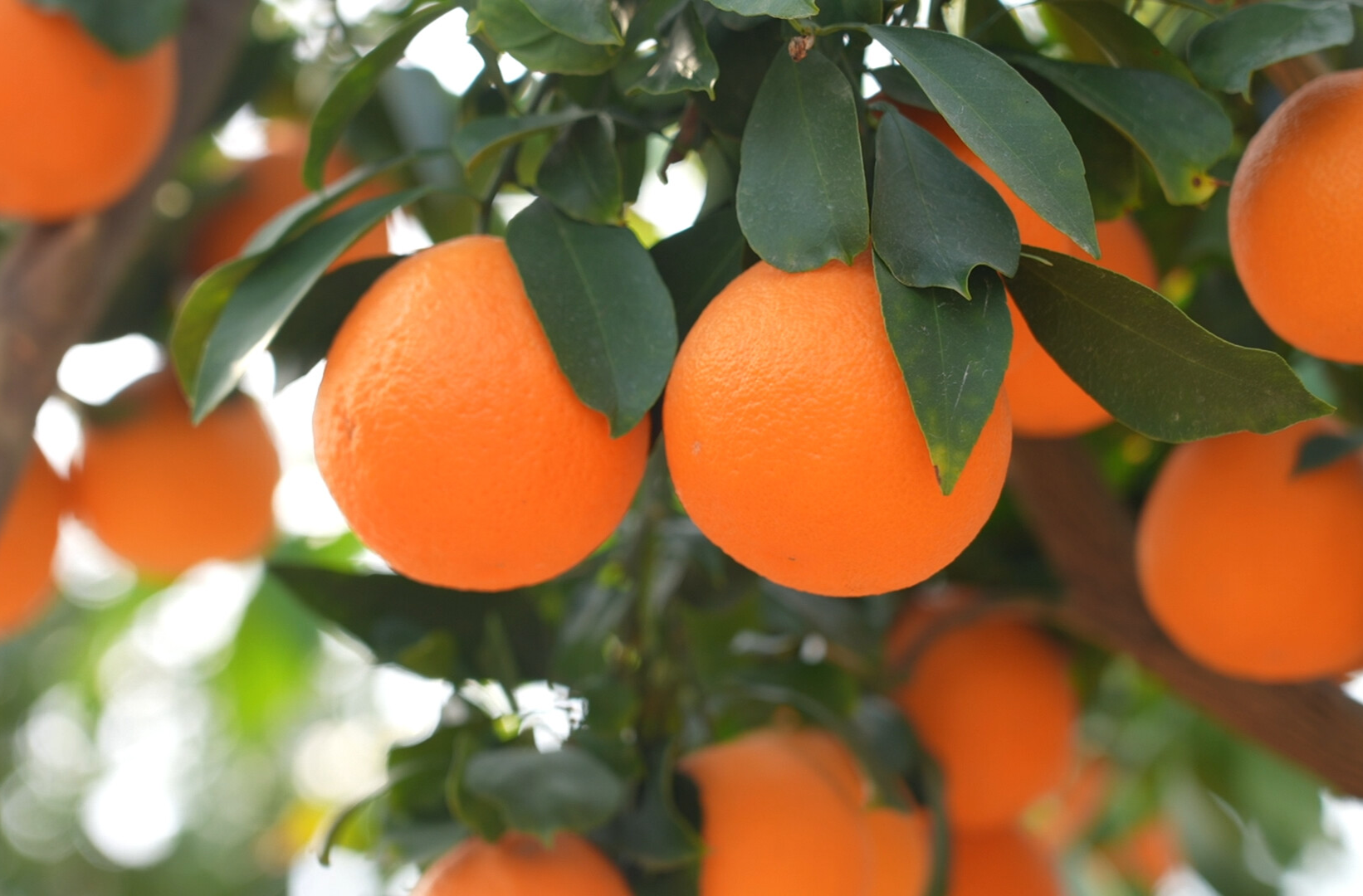 希望的田野|中方县：“红美人”柑橘迎丰收 “甜蜜事业”绘就乡村振兴新图景