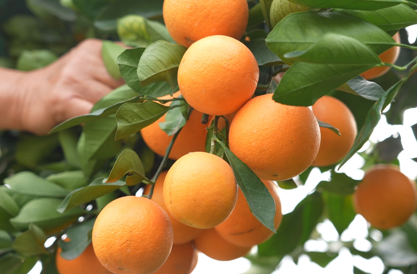 中方县：“锦蜜”冰糖橙迎丰收 退休农人闯出乡村致富路