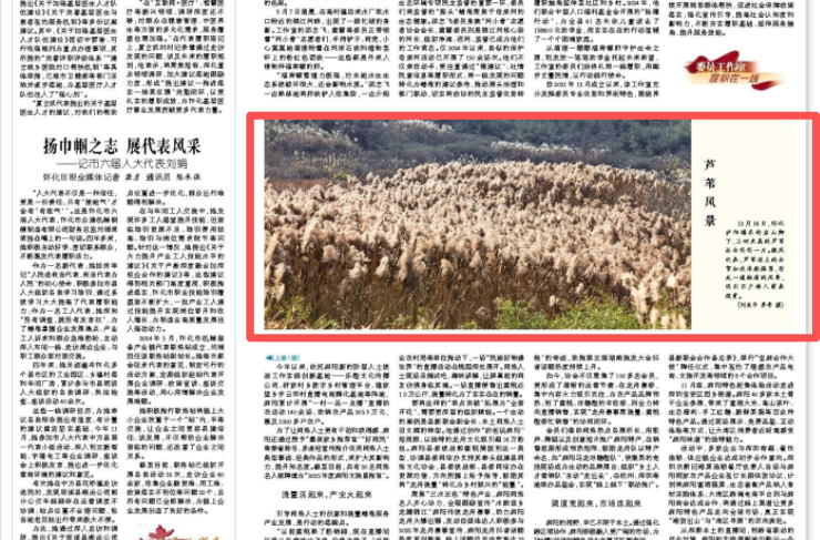 怀化日报|中方县泸阳镇芦苇风景