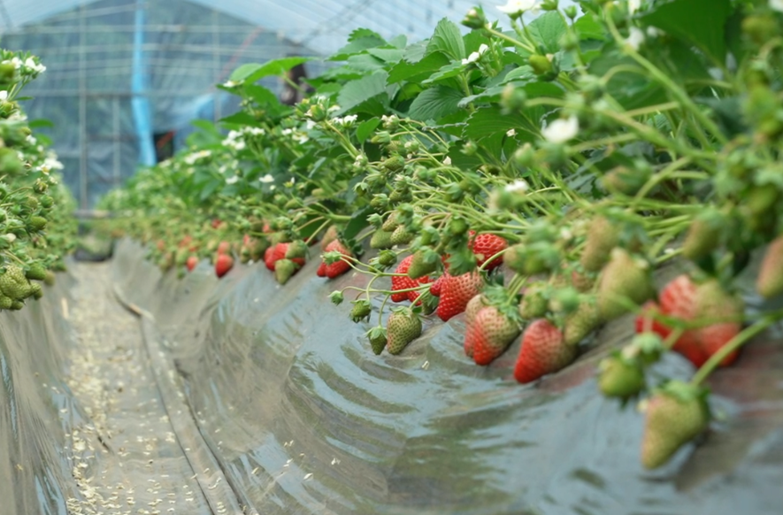 希望的田野|科技赋能“莓”好产业 中方县桐坪村草莓抢鲜上市助力乡村振兴