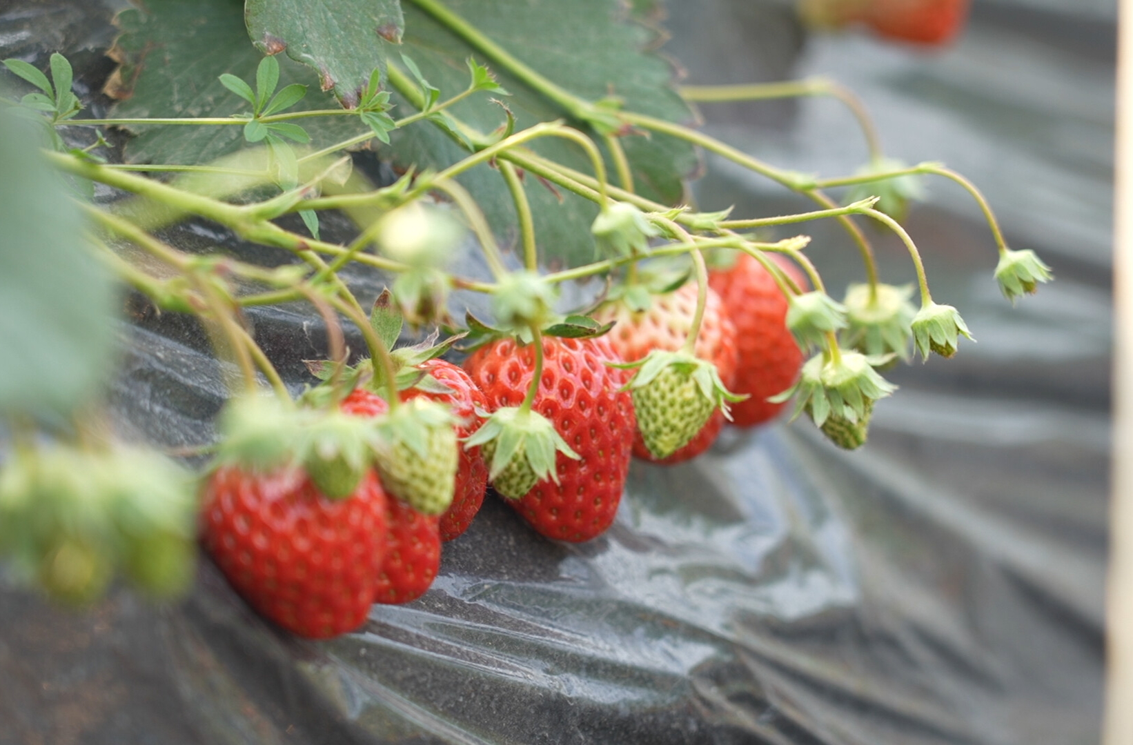 希望的田野|中方县：草莓成熟引客来 农旅融合绘新景