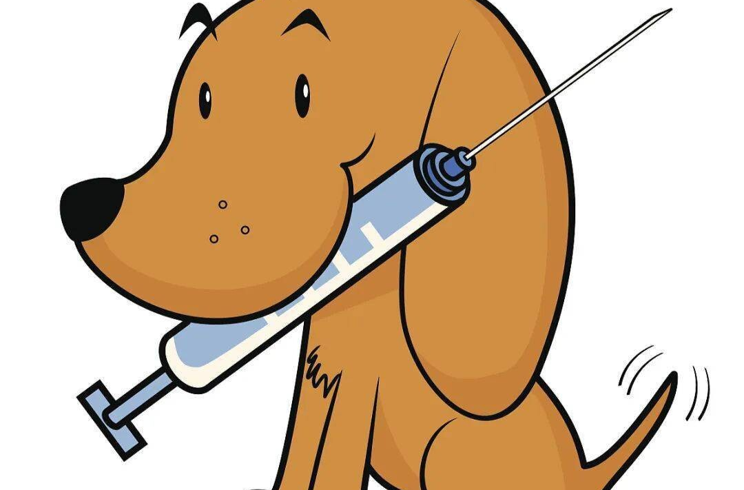 狂犬病可防不可治 这份预防指南请收好
