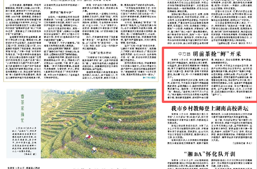 怀化日报头版|中方县明前茶抢“鲜”开采
