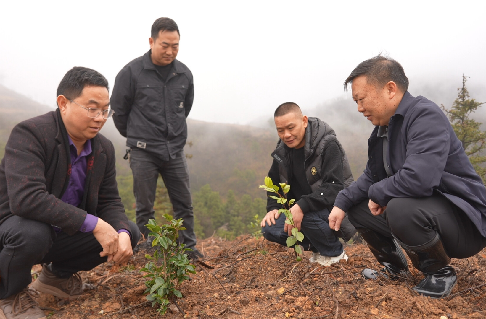 中方县花桥镇：荒山变“金山” 油茶铺就富民路
