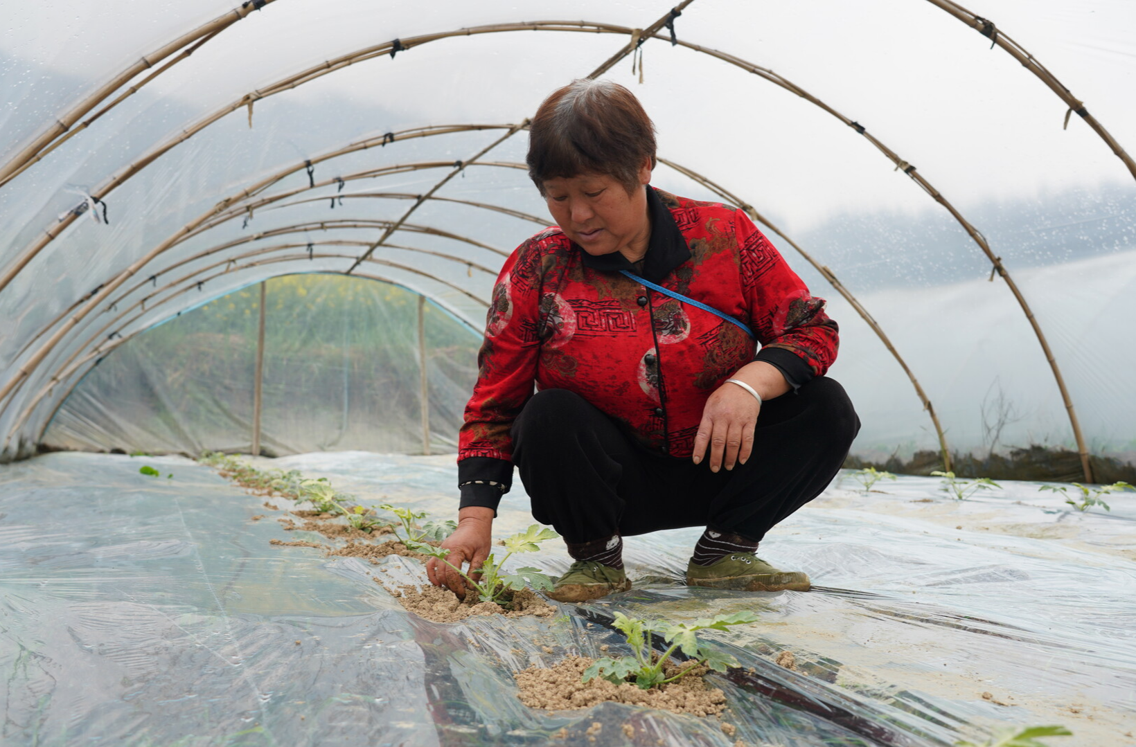 中方县铜湾镇：抢抓农时精管护 科技赋能助增收